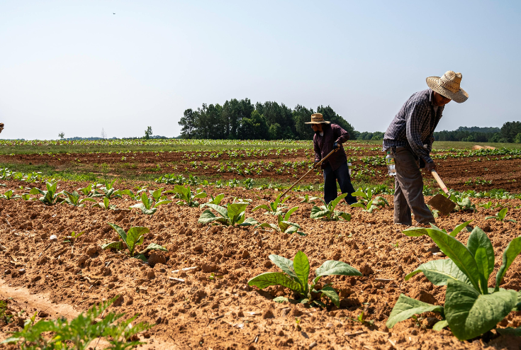 Farm Workers